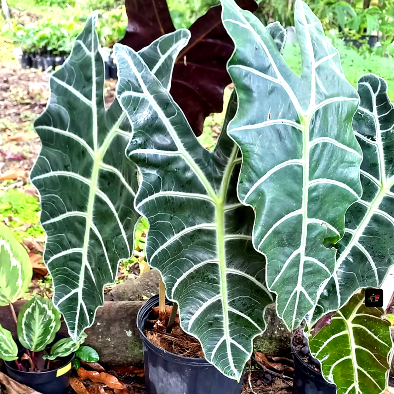 Ofrecemos Matas Decorativa Para Casa o Jardin