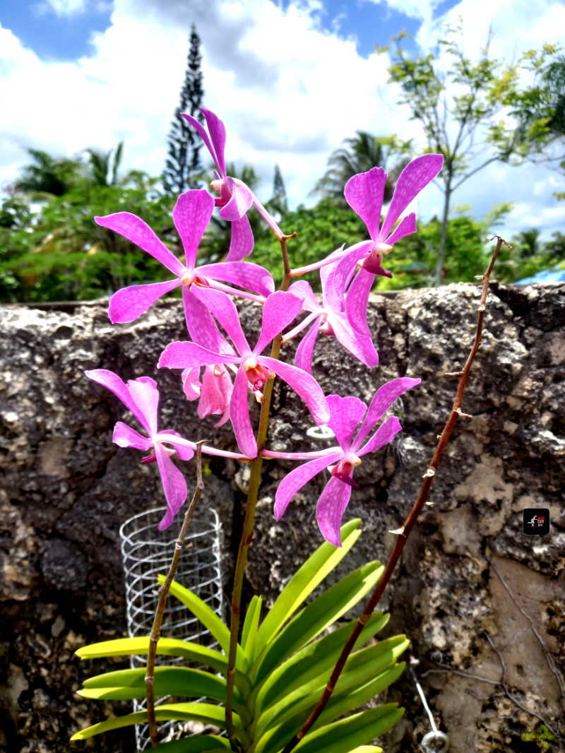 Ofrecemos Matas Decorativa Para Casa o Jardin