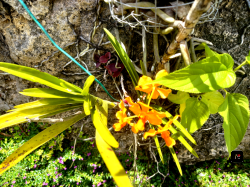 Ofrecemos Matas Decorativa Para Casa o Jardin